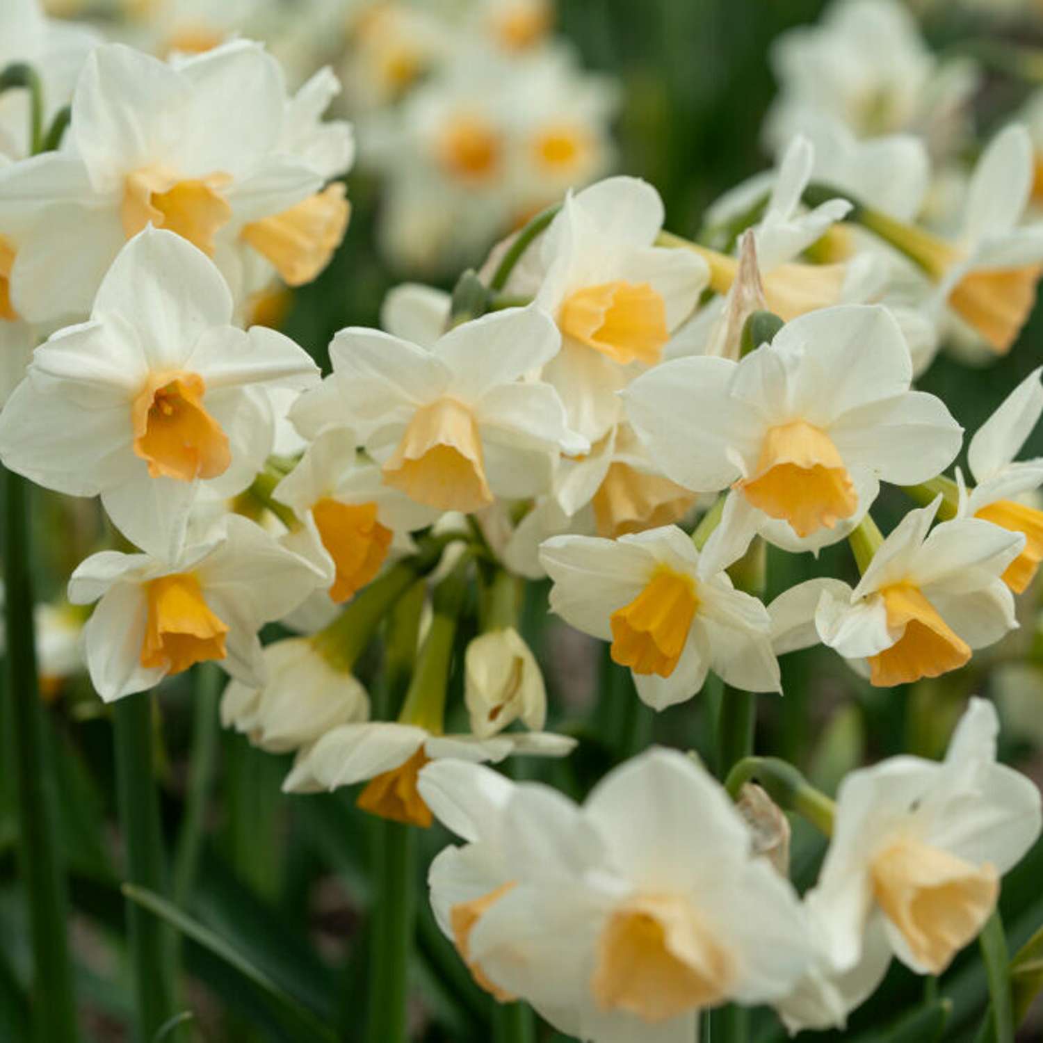 Narcissus 'Kapiti Peach'
